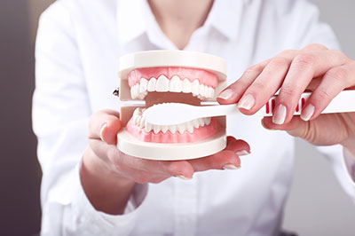 A person holding a model set of human teeth with a dental tool, showcasing dental care equipment.